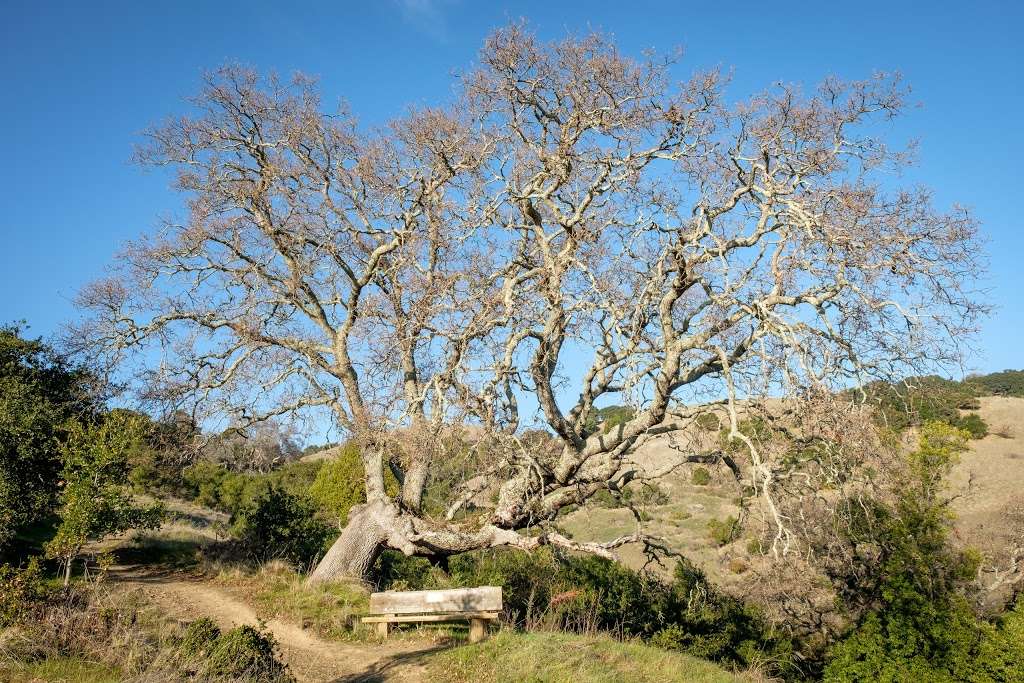 Sorich Ranch Park | San Anselmo, CA 94960, USA