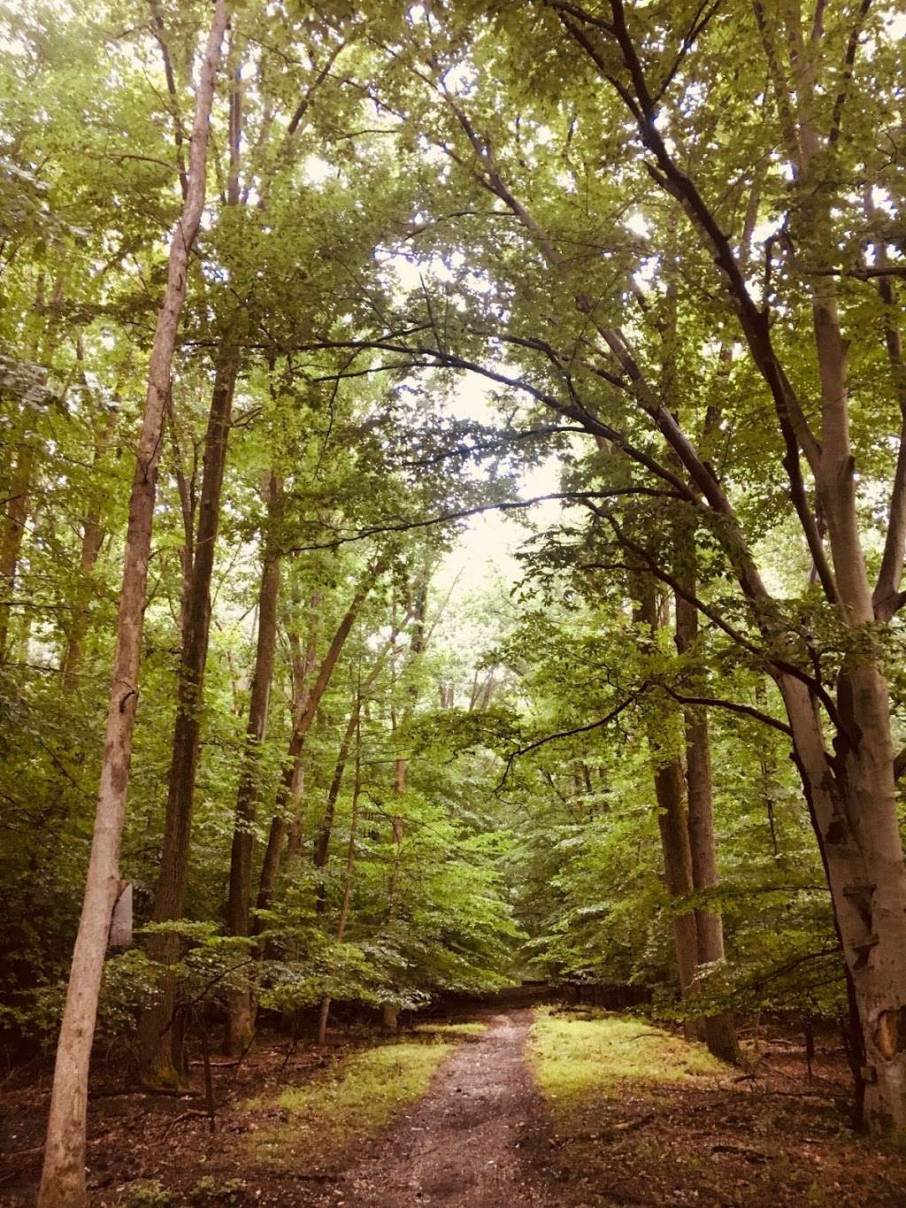 Patapsco-Thru Trail Loop | Catonsville, MD 21228