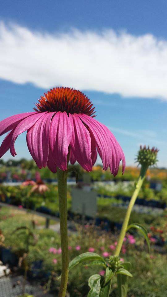 Loveland Garden Center & Nursery | 1801 S Lincoln Ave, Loveland, CO 80537, USA | Phone: (970) 669-3577