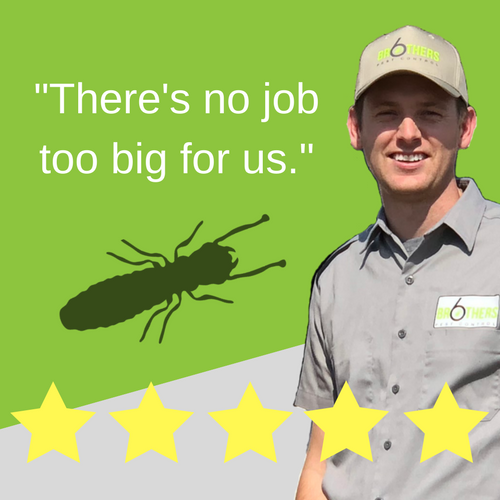 Six Brothers Pest Control | 3091, 5717, N Delta Ave, Kansas City, MO 64151, USA | Phone: (913) 703-7373