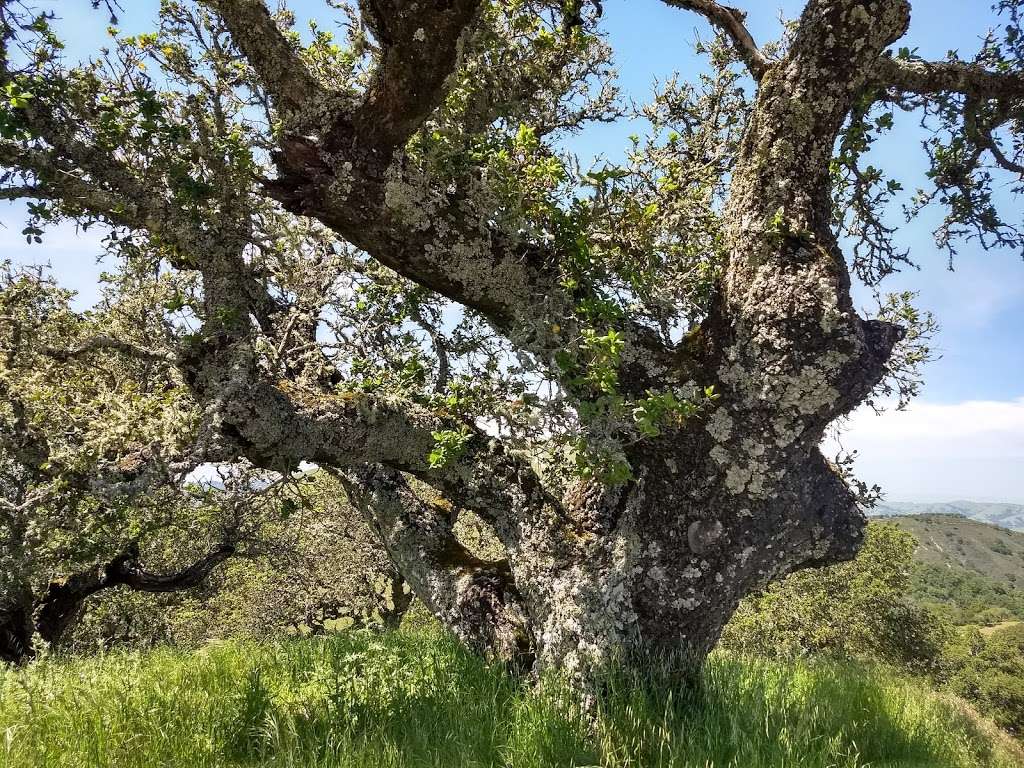 Lucas Valley Preserve | San Rafael, CA 94903, USA