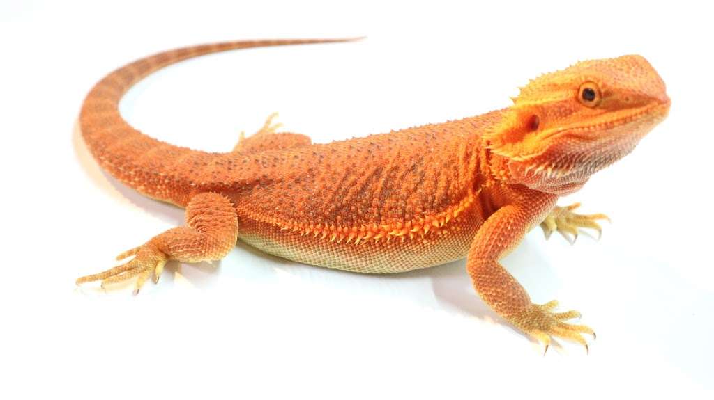 Croydon Reptiles | 228 Mitcham Rd, Croydon CR0 3JJ, UK | Phone: 020 8684 3387