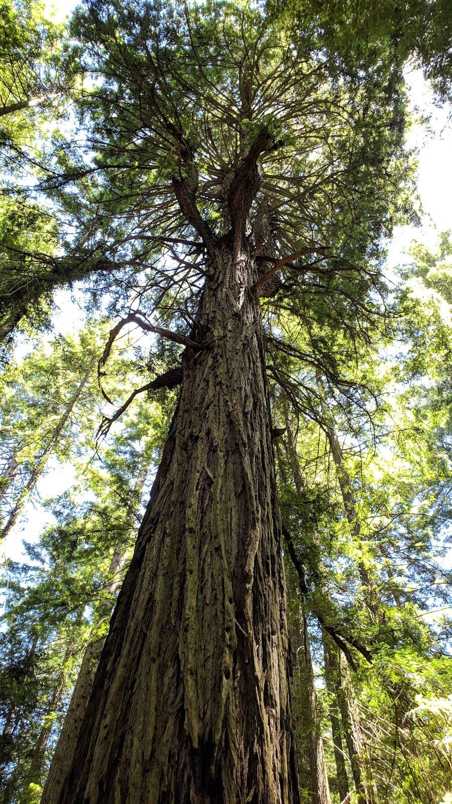 LandPaths Grove of Old Trees | 17599 Fitzpatrick Ln, Occidental, CA 95465, USA | Phone: (707) 544-7284