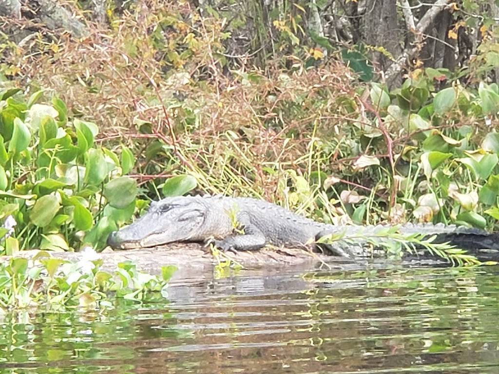 Ultimate Swamp Adventures | 450 Laroussini St, Westwego, LA 70094, USA | Phone: (504) 566-1290