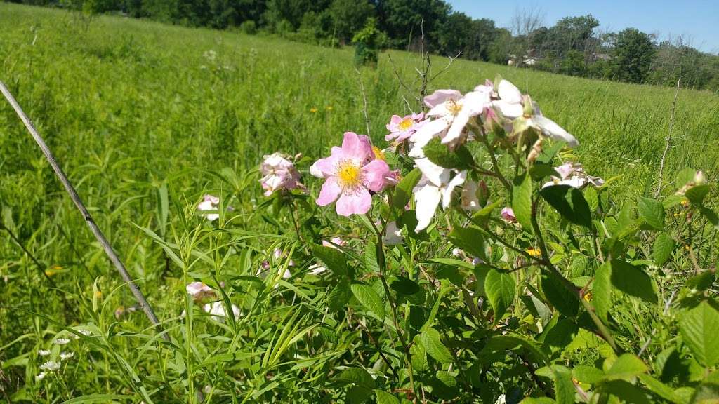 Berkeley Prairie Forest Preserve | Highland Park, IL 60035