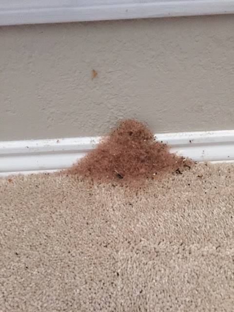 Sureguard Termite & Pest Services | 3807 E Broad St #105, Mansfield, TX 76063, USA | Phone: (817) 453-6133