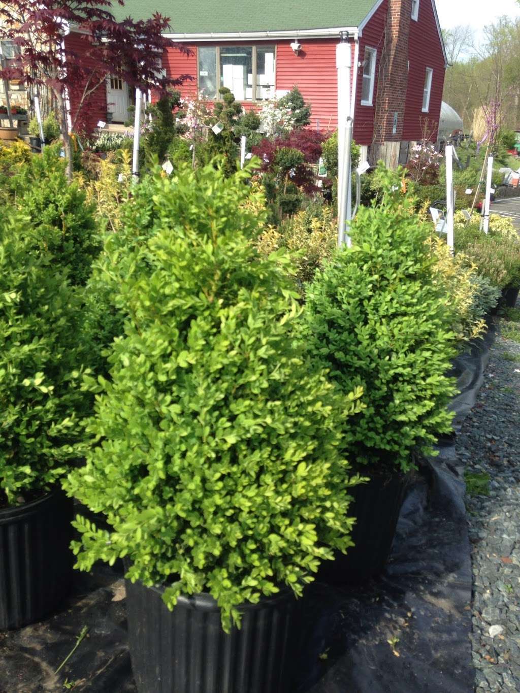 Genes Evergreens | 2520 Mountain Rd, Joppa, MD 21085, USA | Phone: (410) 879-4580