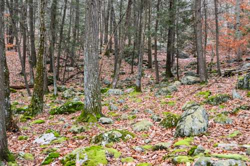 Russian Bear | Suffern, NY 10901, USA