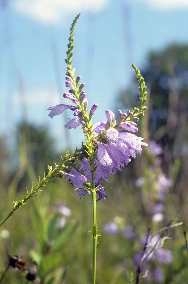 Braidwood Dunes and Savanna Nature Preserve | 24329 IL-113, Braidwood, IL 60408, USA | Phone: (815) 727-8700