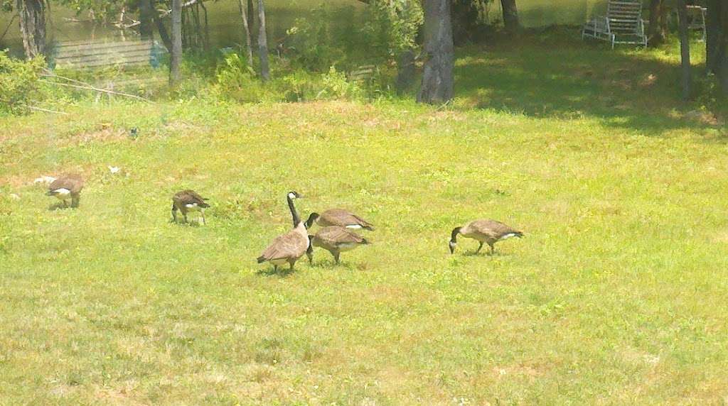 Troy Meadows Wetlands | Parsippany, NJ 07054, USA | Phone: (973) 887-0096