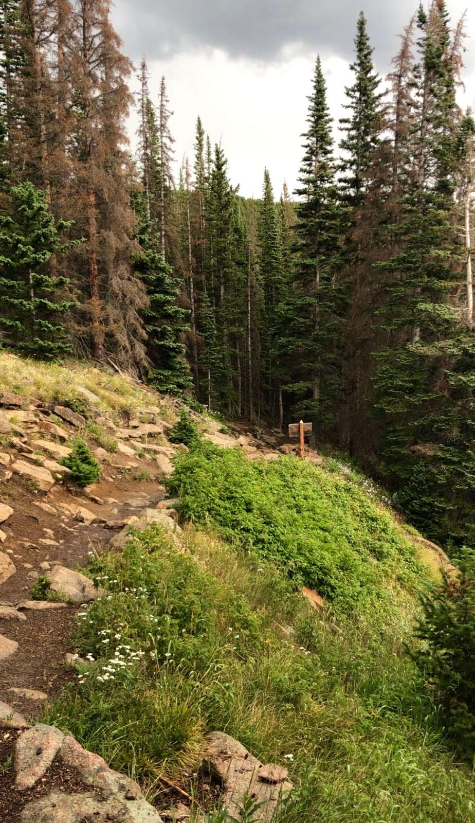 Goblins Forest | Estes Park, CO 80517, USA