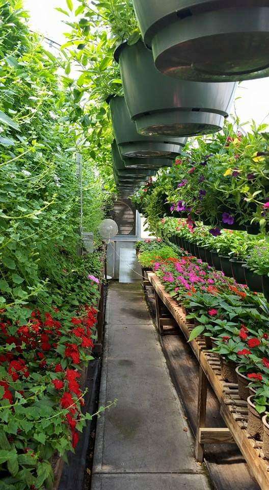 Beichlers Greenhouse | 4475 PA-438, Dalton, PA 18414, USA | Phone: (570) 563-1109