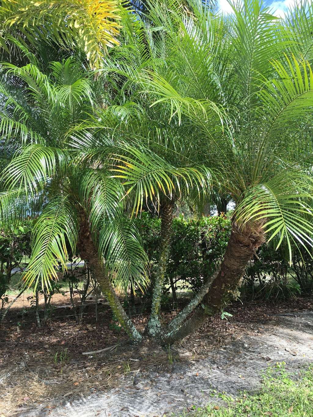 D & G Palm Tree Farm | 10355 100th St S, Boynton Beach, FL 33472 | Phone: (561) 441-2126