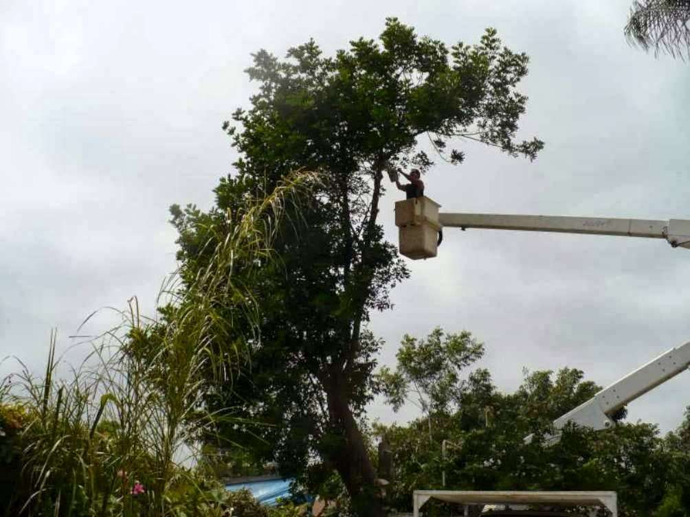 We trim your trees not your pocket book | 8510 Shadyside Ave, Whittier, CA 90606, USA | Phone: (562) 699-8844