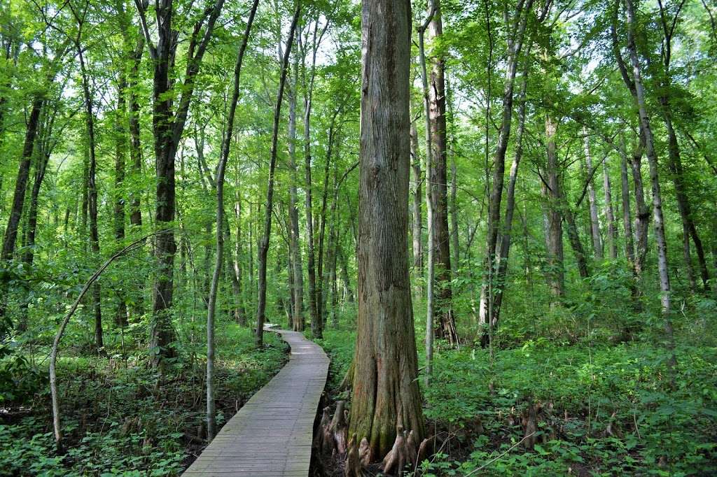 Battle Creek Cypress Swamp | 2880 Grays Rd, Prince Frederick, MD 20678, USA | Phone: (410) 535-5327