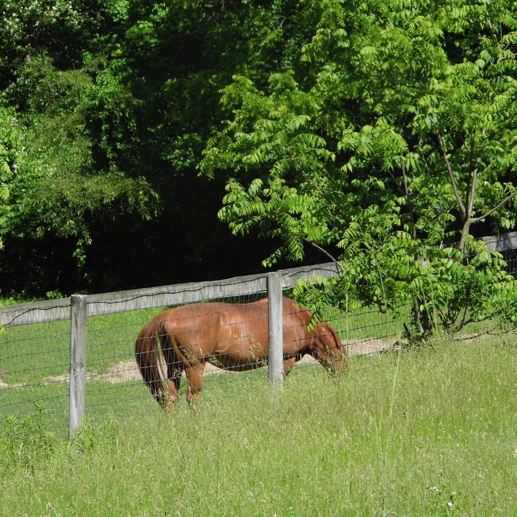 Shadowfax Farm | 112 Farm St, Millis, MA 02054, USA | Phone: (508) 376-4707