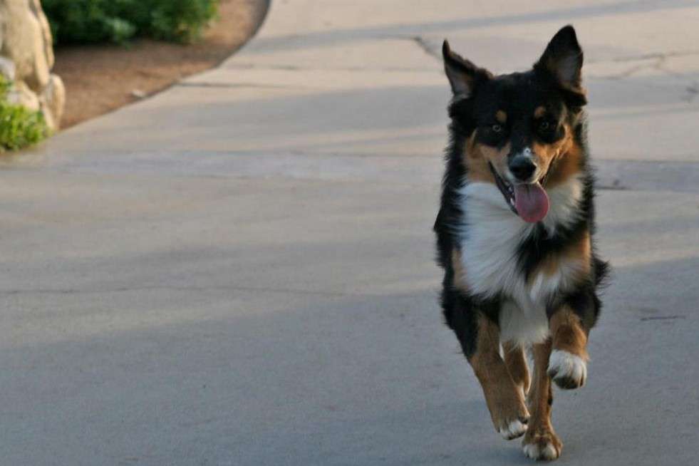 Animal Urgent Care 2430 S Escondido Blvd Escondido Ca 92025 Usa