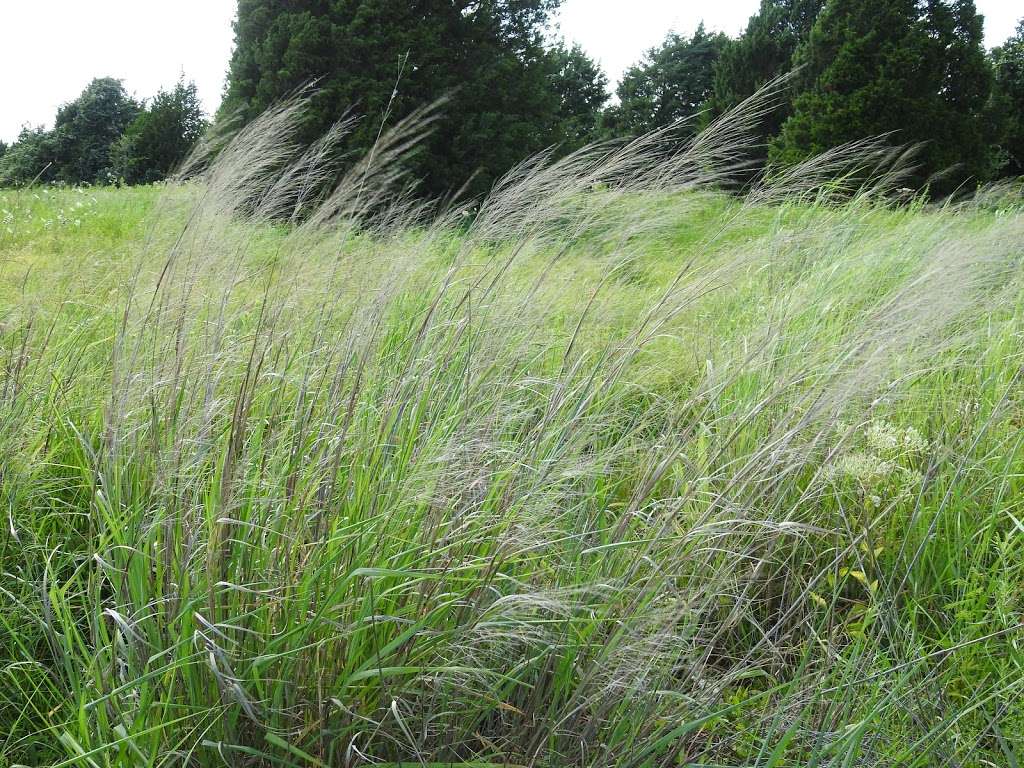 Native Prairie and Woodland | Mesquite, TX 75150, USA