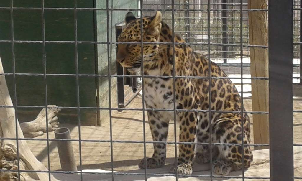 Exotic Feline Breeding Compound | 3718 60th St W, Rosamond, CA 93560, USA | Phone: (661) 256-3332