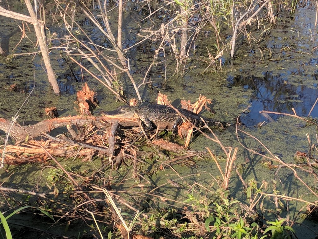 Emeralda Marsh Conservation Area | Emeralda Island Rd, Leesburg, FL 34788, USA | Phone: (386) 329-4404