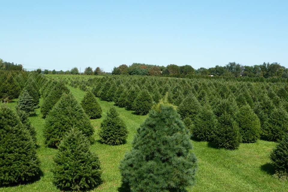 Keris Tree Farm & Christmas Shop | 848 Rte 524, Allentown, NJ 08501, USA | Phone: (609) 259-0720