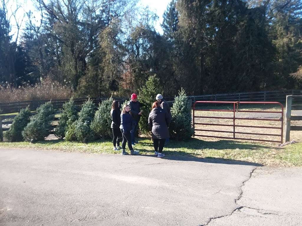 Starlyte Christmas Tree Farm | 223 Old Philadelphia Pike, Douglassville, PA 19518, USA | Phone: (610) 326-8217