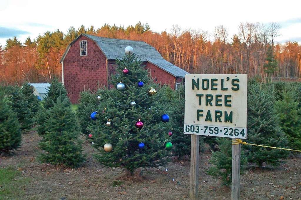 Noels Tree Farm | 21 Charles Bancroft Hwy, Litchfield, NH 03052, USA | Phone: (603) 759-2264