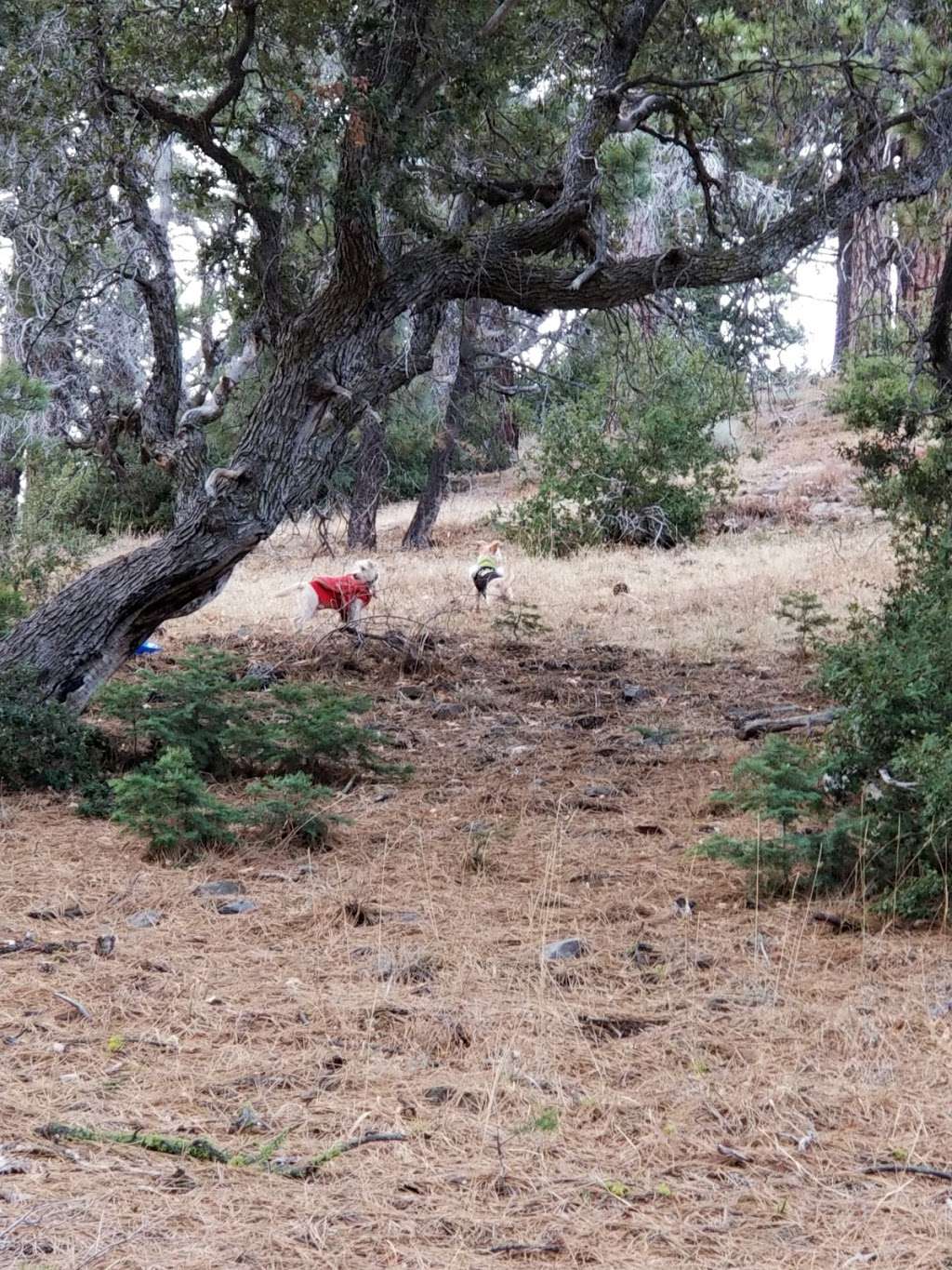 Pacific Crest Trail Blue Ridge | Valyermo, CA 93563, USA