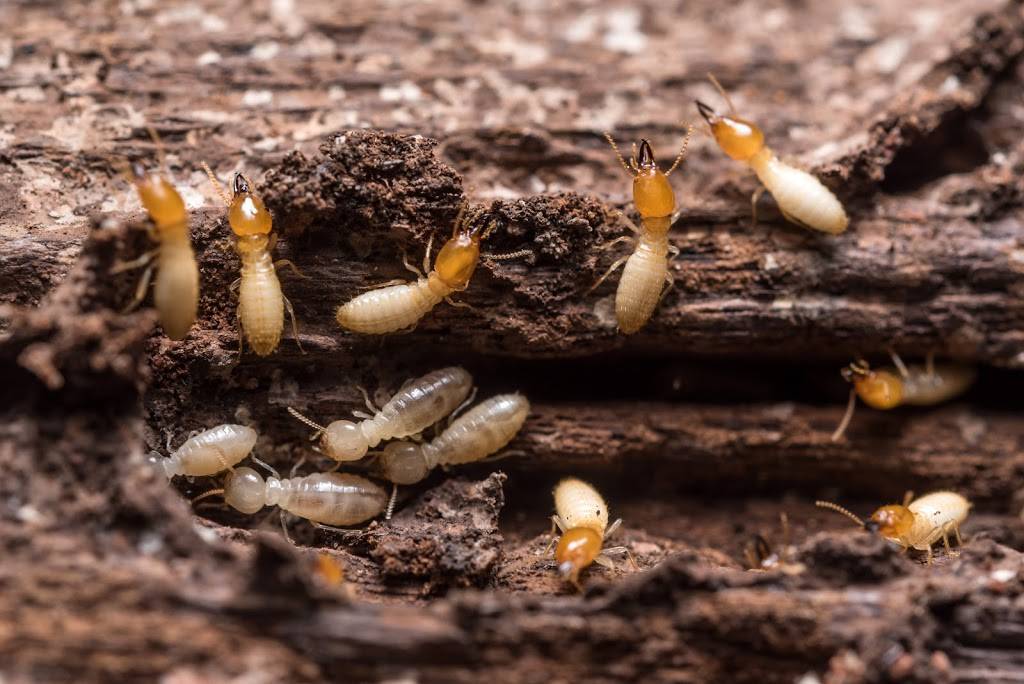 Universal Pest & Termite | 1616 Centerville Turnpike STE 216, Virginia Beach, VA 23464, USA | Phone: (757) 502-0200