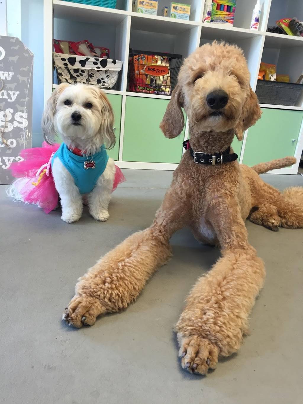 Simon & Halles Pet Boutique | 3107 Builder Dr #7, Lafayette, IN 47909, USA | Phone: (765) 838-1020