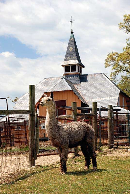 Villa de Alpacas Farm | 22410 Aquasco Rd, Aquasco, MD 20608, USA | Phone: (301) 888-2742