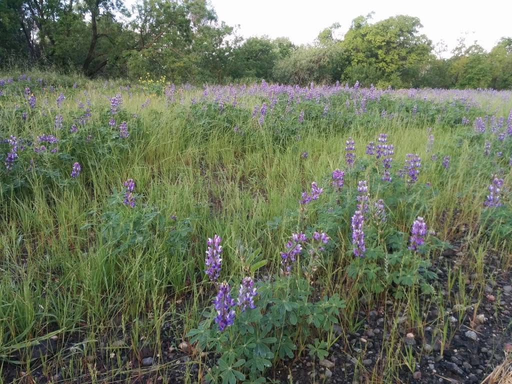 Putah Creek Riparian Reserve | Levee Rd & Brooks Rd, California 95616, Levee Rd, Davis, CA 95616 | Phone: (530) 752-0763