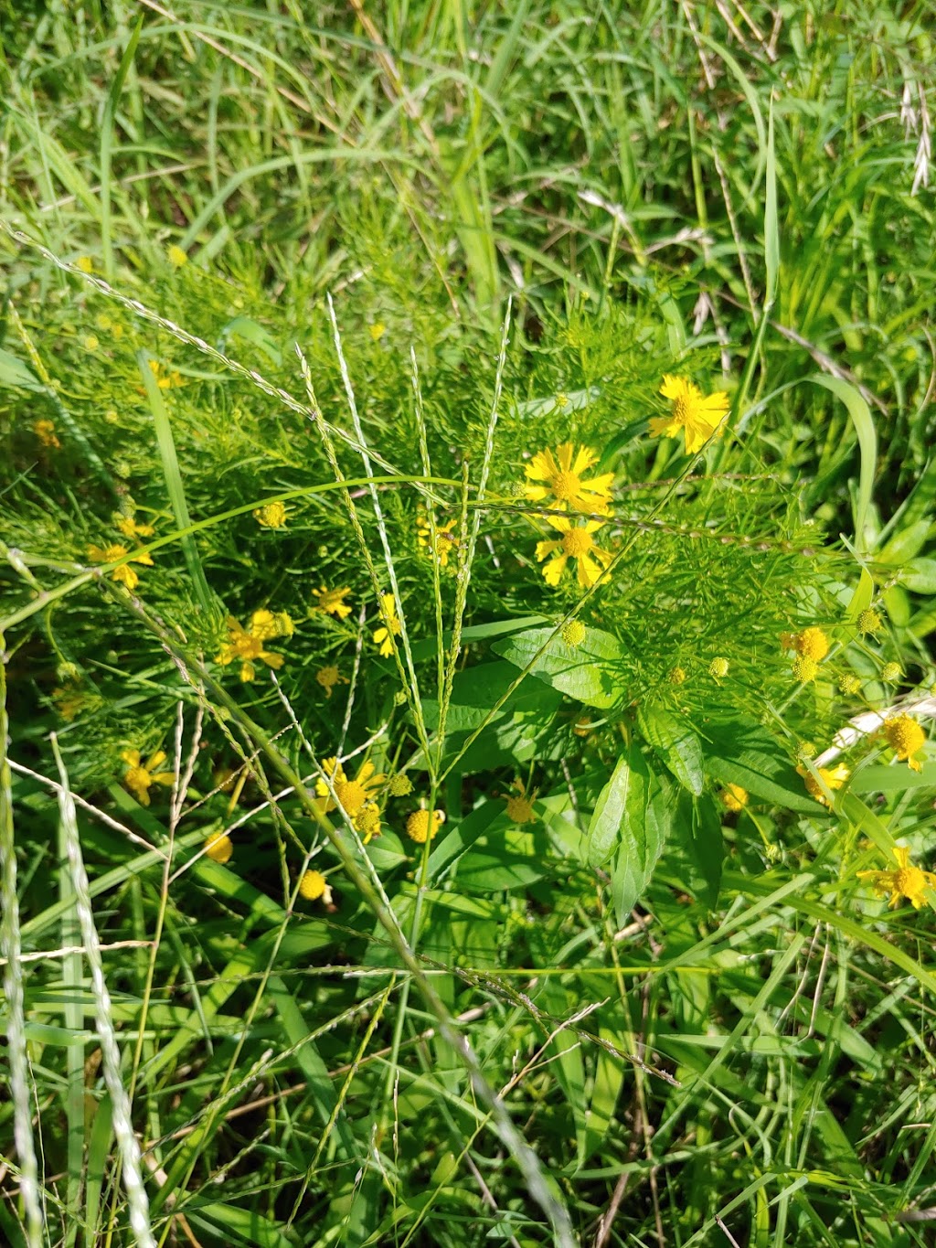 Wildflower Butterfly Habitat | 3009 Creekview Dr, Grapevine, TX 76051, USA | Phone: (817) 410-3450