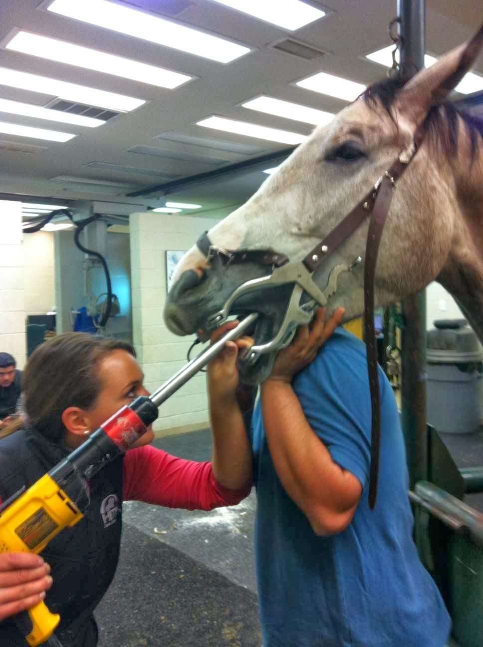 Lone Star Park Equine Hospital | 2100 Performance Pl, Grand Prairie, TX 75050, USA | Phone: (972) 237-5040