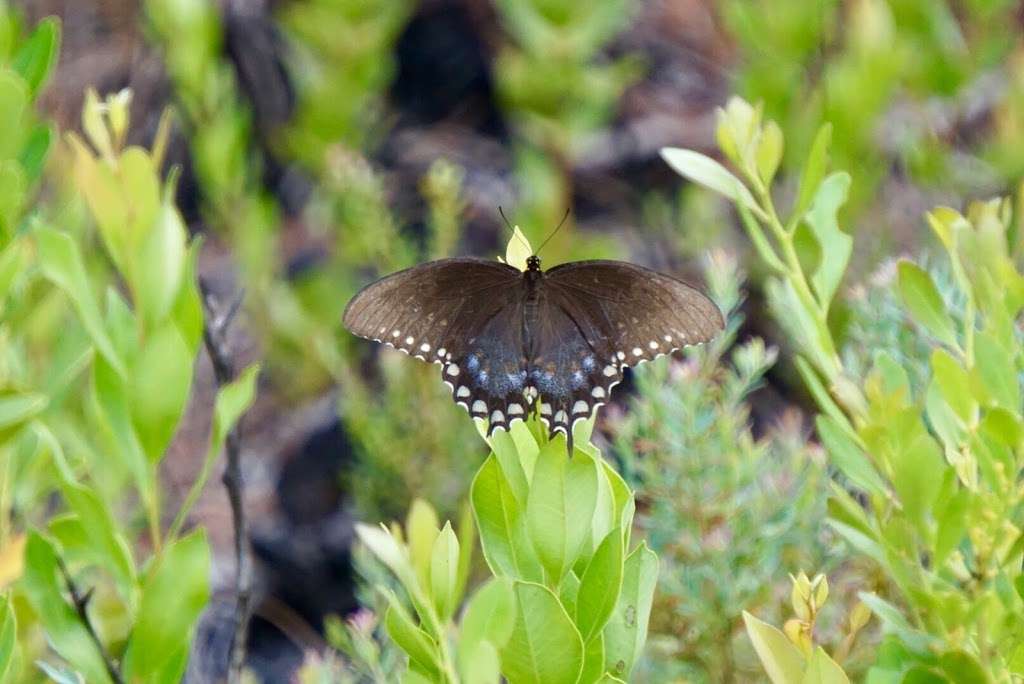 Sunnyhill Restoration Area North Trailhead | 10999 SE 182nd Avenue Rd, Ocklawaha, FL 32179, USA | Phone: (386) 329-4404