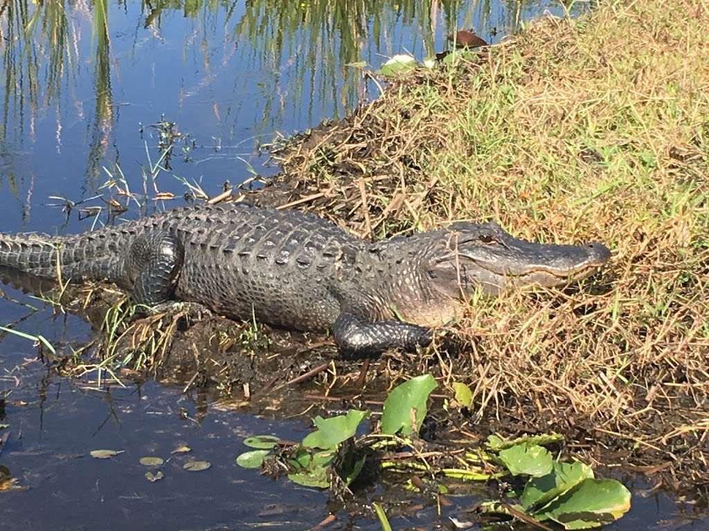 Spirit of the Swamp Airboat Rides | 2830 Neptune Rd, Kissimmee, FL 34744, USA | Phone: (321) 689-6893