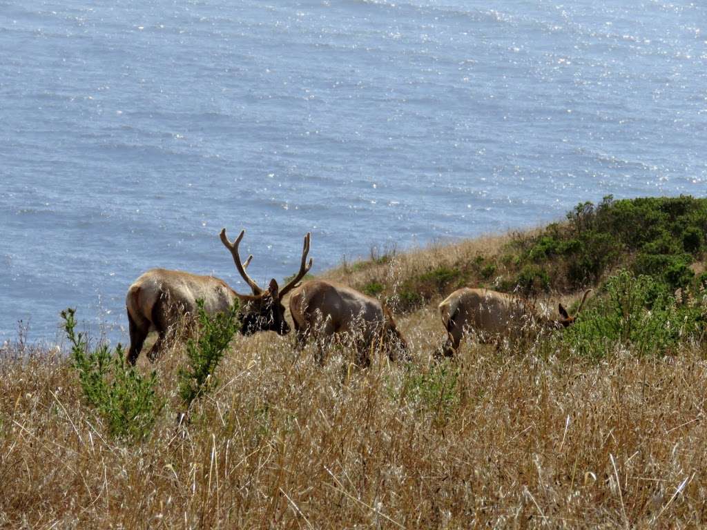 Point Reyes National Seashore | 1 Point Reyes-Petaluma Rd, Inverness, CA 94937 | Phone: (415) 464-5137