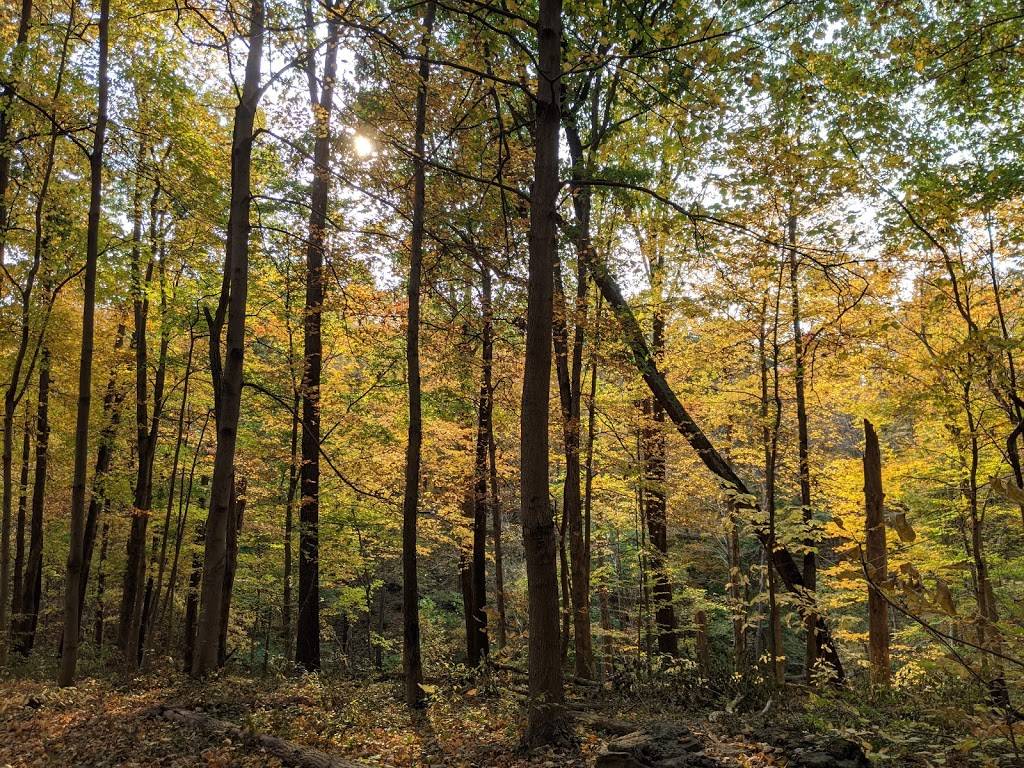 Parkers Woods Nature Preserve | Butter Cup Valley, Cincinnati, OH 45223, USA | Phone: (513) 357-2604