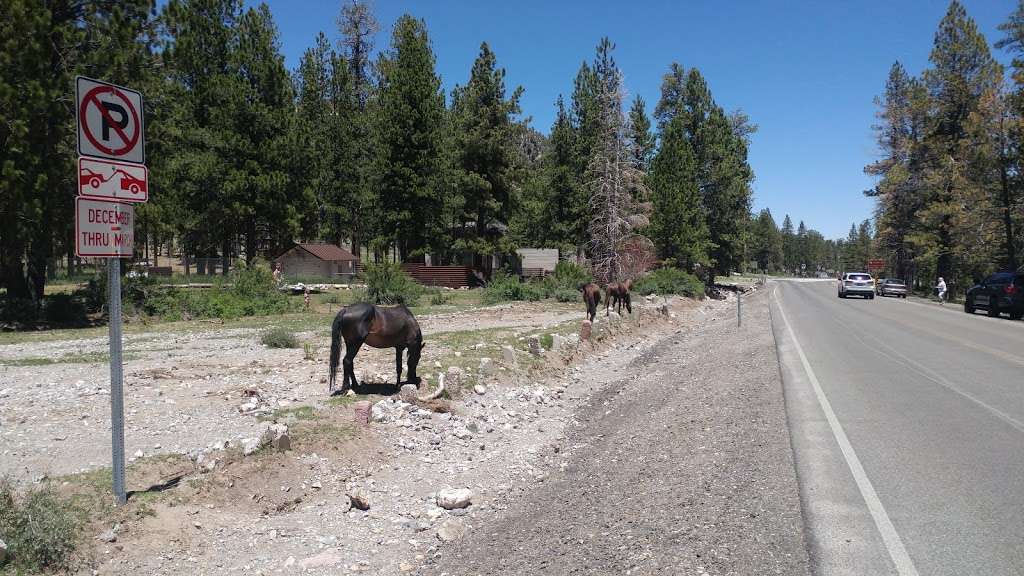 Eagles Nest Loop | Mt Charleston, NV 89124, USA