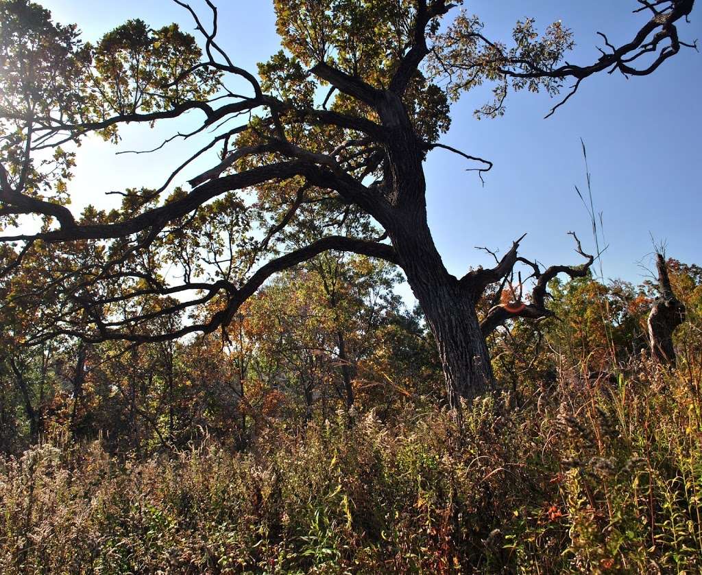 Eagle Centre Prairie State Natural Area | Eagle, WI 53119, USA | Phone: (888) 936-7463