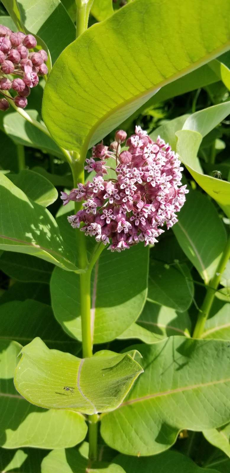 Oakland Lake Wildflower Meadow | 46th Ave &, Cloverdale Blvd, Bayside, NY 11364, USA | Phone: (212) 639-9675