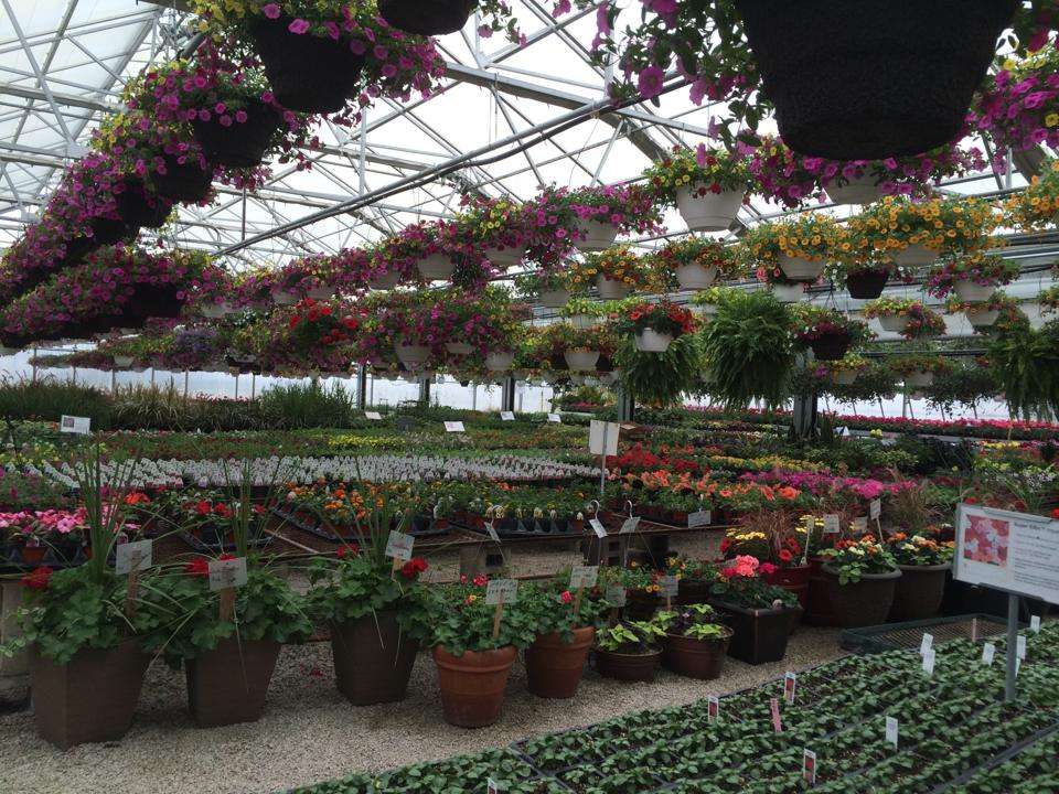 Delaneys Greenhouse | 14132 Church Rd, Minooka, IL 60447, USA | Phone: (815) 931-5703