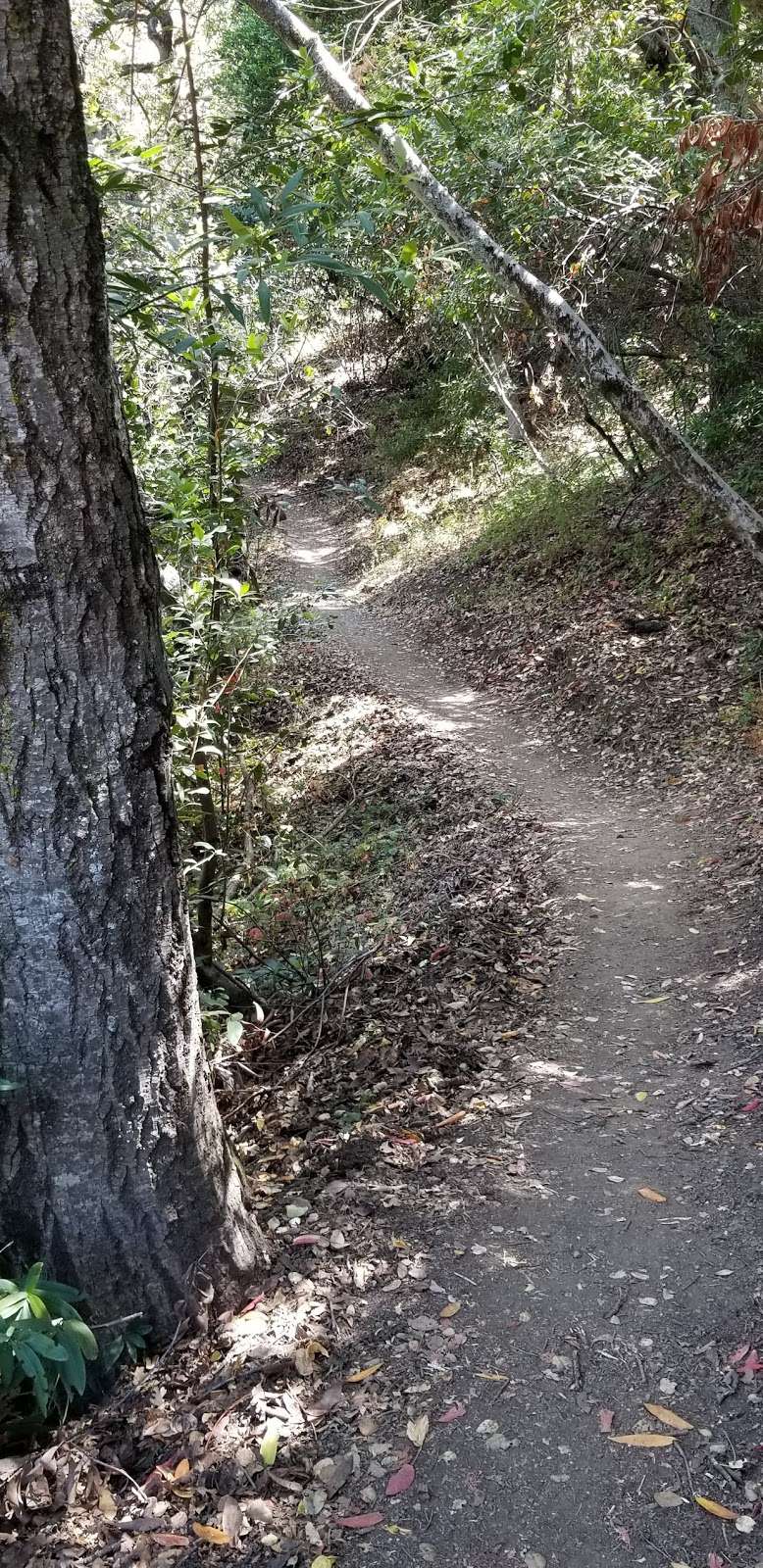 Almaden Quicksilver Hike | 17571 McAbee Rd, San Jose, CA 95120, USA | Phone: (408) 268-3883