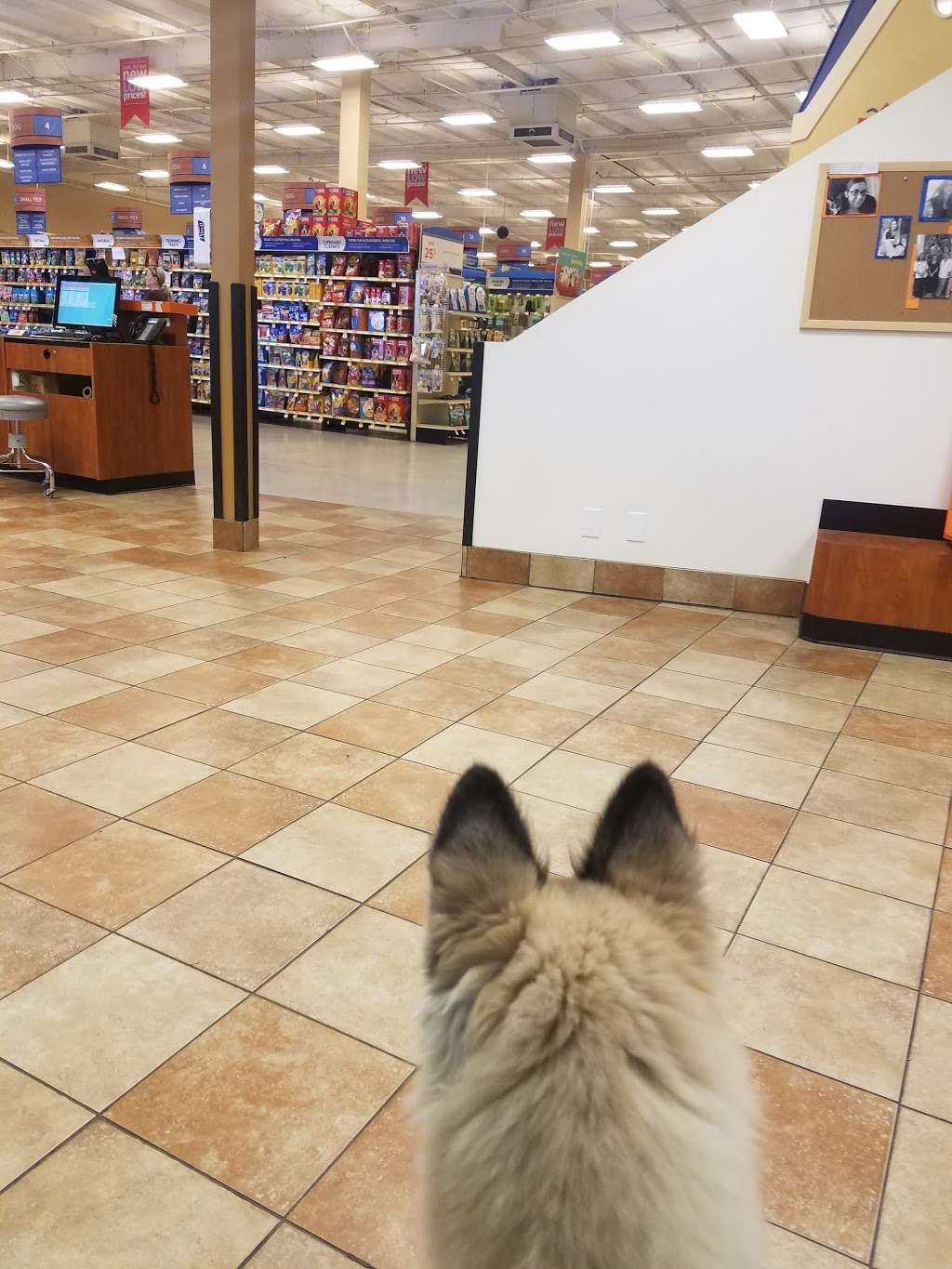 PetSmart | 865 Jackman St, El Cajon, CA 92020 | Phone: (619) 442-0600