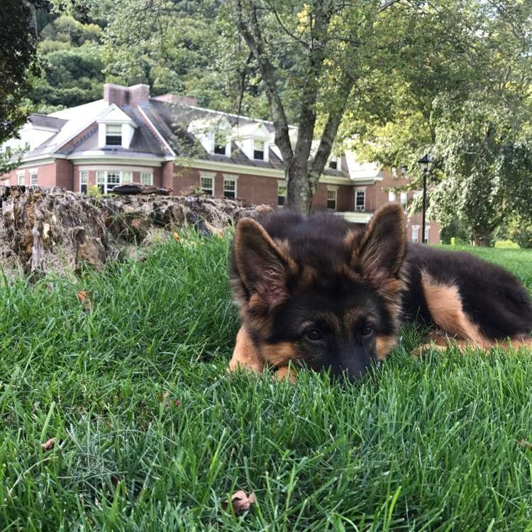 Regis Regal German Shepherds | 1710 IL-173, Spring Grove, IL 60081, USA | Phone: (847) 721-1908