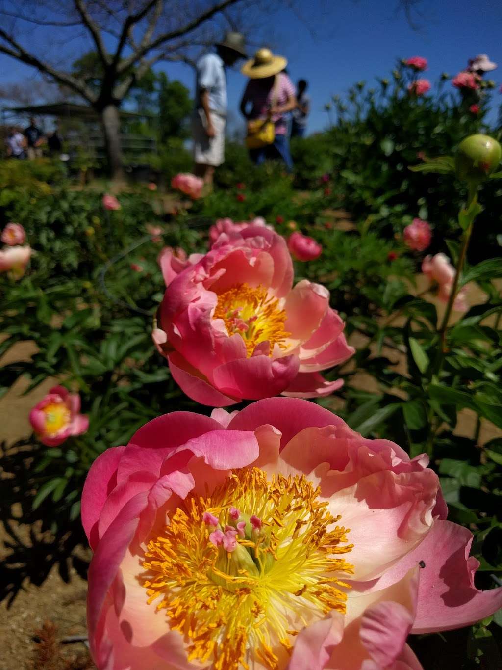 CharMarron Peony Nursery | 5335 Sierra Rd, San Jose, CA 95132, USA