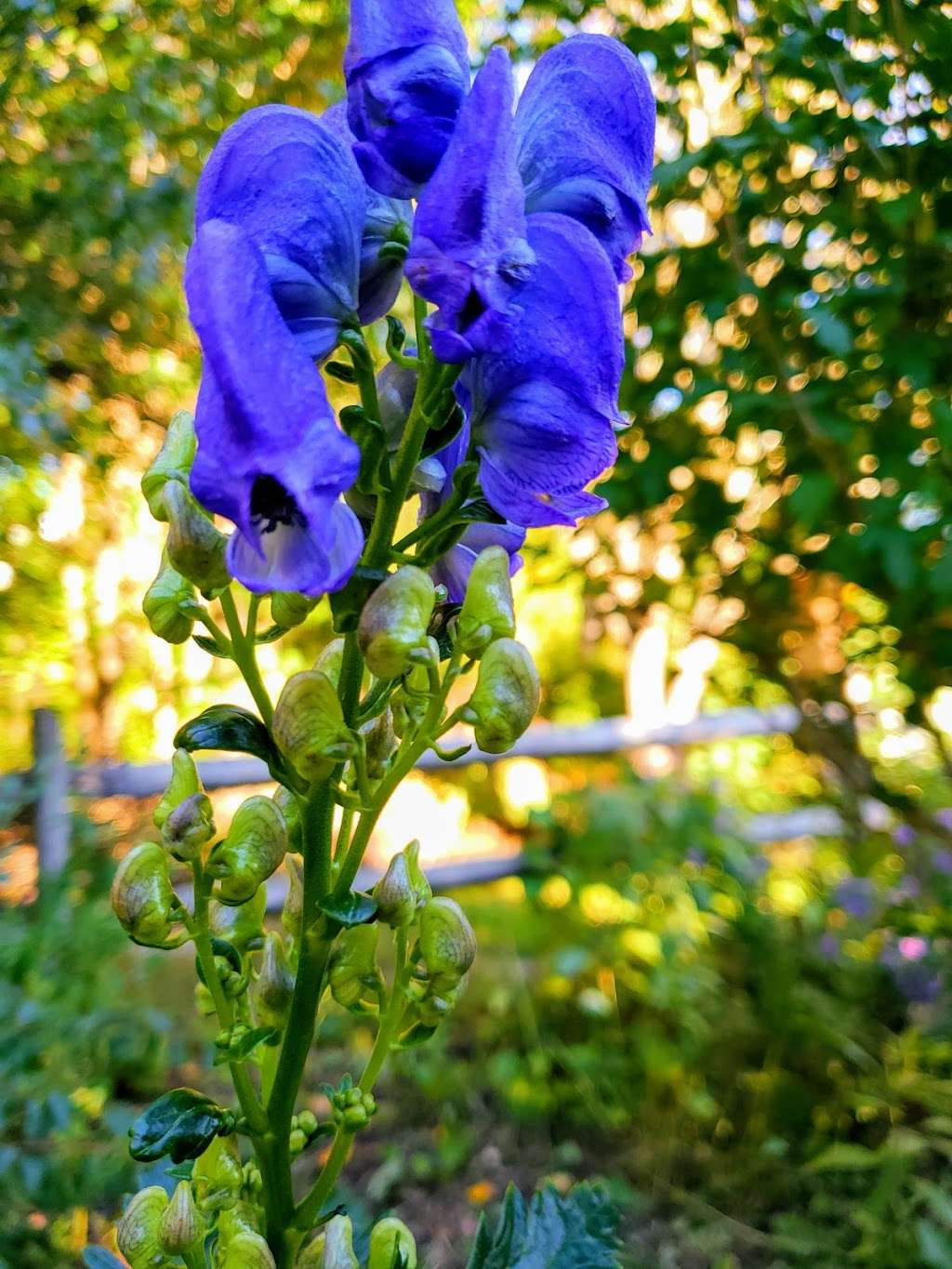 Acton Arboretum | 2 Taylor Rd, Acton, MA 01720, USA | Phone: (978) 264-9631