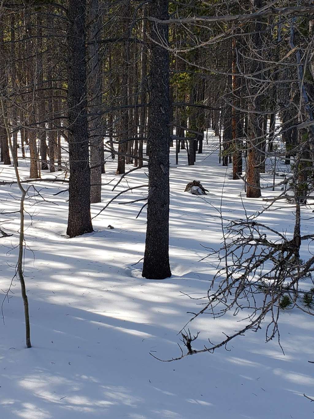 South Sourdough Trailhead | 115 Co Rd 116, Nederland, CO 80466, USA