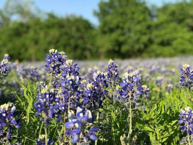 Sam Houston Trail Park | 101 I-635, Irving, TX 75038, USA | Phone: (972) 721-2501