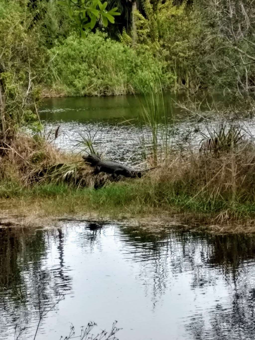 Merritt Island National Wildlife Refuge Visitor Center | 1987 Scrub Jay Way, Titusville, FL 32782, USA | Phone: (321) 861-5601